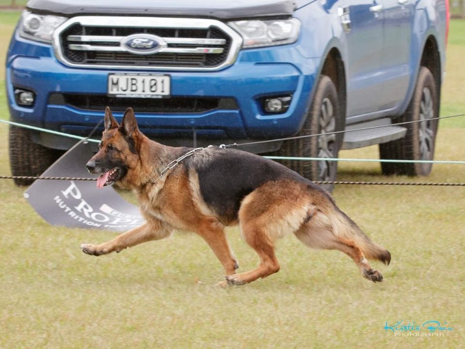 Oakway Kennels - German Shepherd Dogs & Cairn Terriers